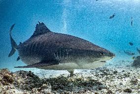 Tiger sharks in Fuvahmulah island - South Maldives