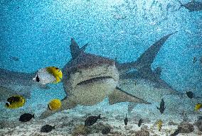 Tiger sharks in Fuvahmulah island - South Maldives