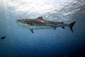 Tiger sharks in Fuvahmulah island - South Maldives