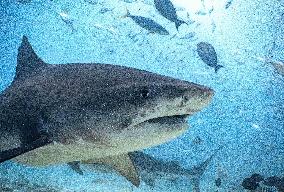 Tiger sharks in Fuvahmulah island - South Maldives