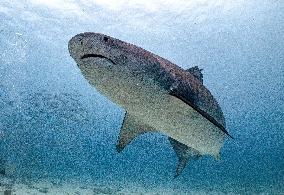 Tiger sharks in Fuvahmulah island - South Maldives