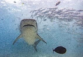 Tiger sharks in Fuvahmulah island - South Maldives