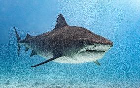 Tiger sharks in Fuvahmulah island - South Maldives