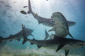 Tiger sharks in Fuvahmulah island - South Maldives