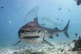 Tiger sharks in Fuvahmulah island - South Maldives