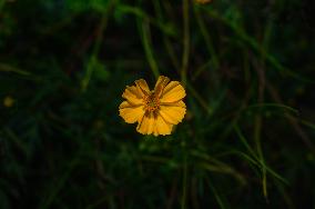 Cosmos Sulphureus - Sulfur Cosmos Plant - Plant India