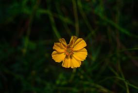 Cosmos Sulphureus - Sulfur Cosmos Plant - Plant India