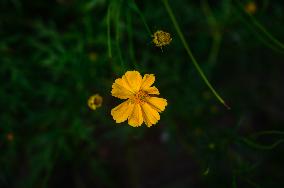 Cosmos Sulphureus - Sulfur Cosmos Plant - Plant India