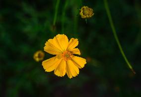 Cosmos Sulphureus - Sulfur Cosmos Plant - Plant India