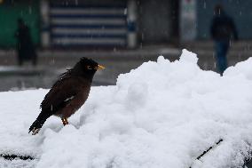 Snowfall In Parts Of Kashmir