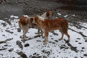 Snowfall In Parts Of Kashmir