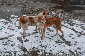 Snowfall In Parts Of Kashmir