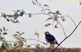 Birds In India