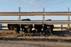 Buffalo Farming