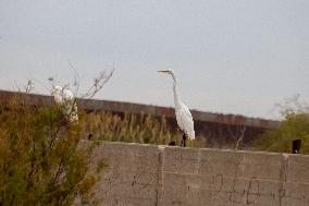 Mexico Migration Great Egret