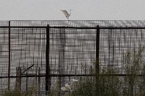 Mexico Migration Great Egret