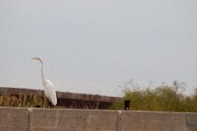 Mexico Migration Great Egret