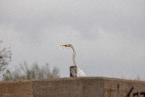 Mexico Migration Great Egret