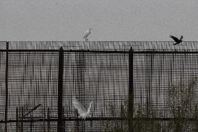 Mexico Migration Great Egret