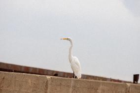 Mexico Migration Great Egret