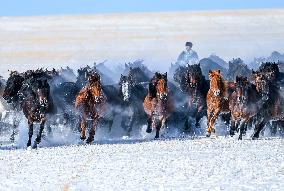 Herdsmen Tame Horses In Inner Mongolia - China