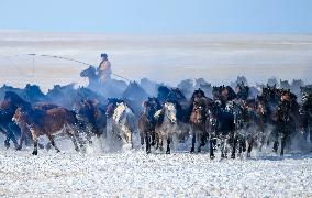 Herdsmen Tame Horses In Inner Mongolia - China