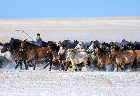 Herdsmen Tame Horses In Inner Mongolia - China