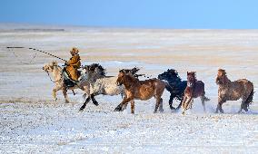 Herdsmen Tame Horses In Inner Mongolia - China