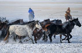 Herdsmen Tame Horses In Inner Mongolia - China