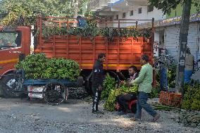 Banana Production In India