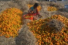 India Economy Fruit Oranges