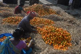 India Economy Fruit Oranges