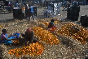 India Economy Fruit Oranges