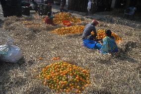 India Economy Fruit Oranges