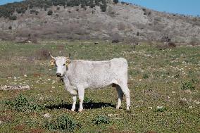 Podolica Cow Grazing In The Gargano – A Symbol Of Italian Rustic Resilience