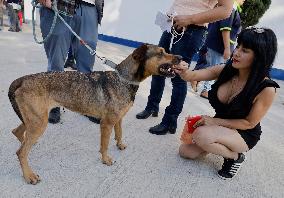 Dogs Rescued From A Shelter In Mexico City Are Delivered To Neighbors