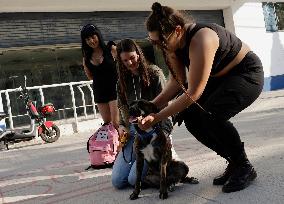 Dogs Rescued From A Shelter In Mexico City Are Delivered To Neighbors