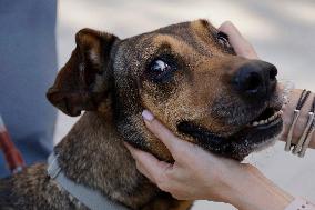 Dogs Rescued From A Shelter In Mexico City Are Delivered To Neighbors