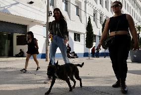 Dogs Rescued From A Shelter In Mexico City Are Delivered To Neighbors