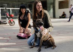 Dogs Rescued From A Shelter In Mexico City Are Delivered To Neighbors