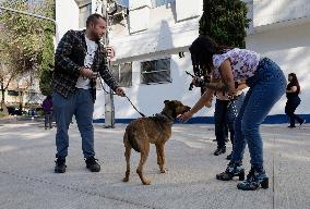 Dogs Rescued From A Shelter In Mexico City Are Delivered To Neighbors