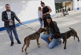 Dogs Rescued From A Shelter In Mexico City Are Delivered To Neighbors