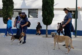 Dogs Rescued From A Shelter In Mexico City Are Delivered To Neighbors