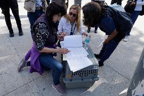 Dogs Rescued From A Shelter In Mexico City Are Delivered To Neighbors