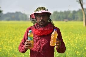 Mustard Agriculture In India