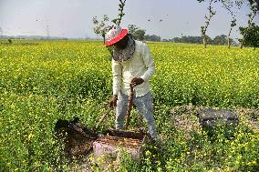 Mustard Agriculture In India