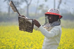 Mustard Agriculture In India