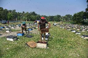 Mustard Agriculture In India