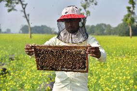 Mustard Agriculture In India