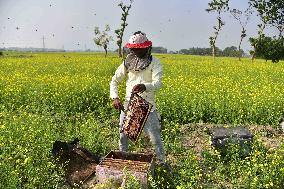 Mustard Agriculture In India